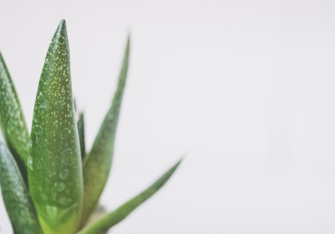 Photo Aloe Vera Plant