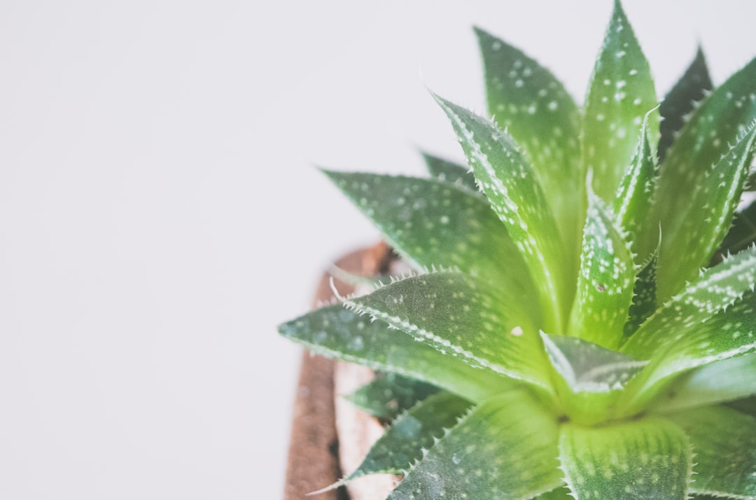 Photo Shea butter Aloe vera