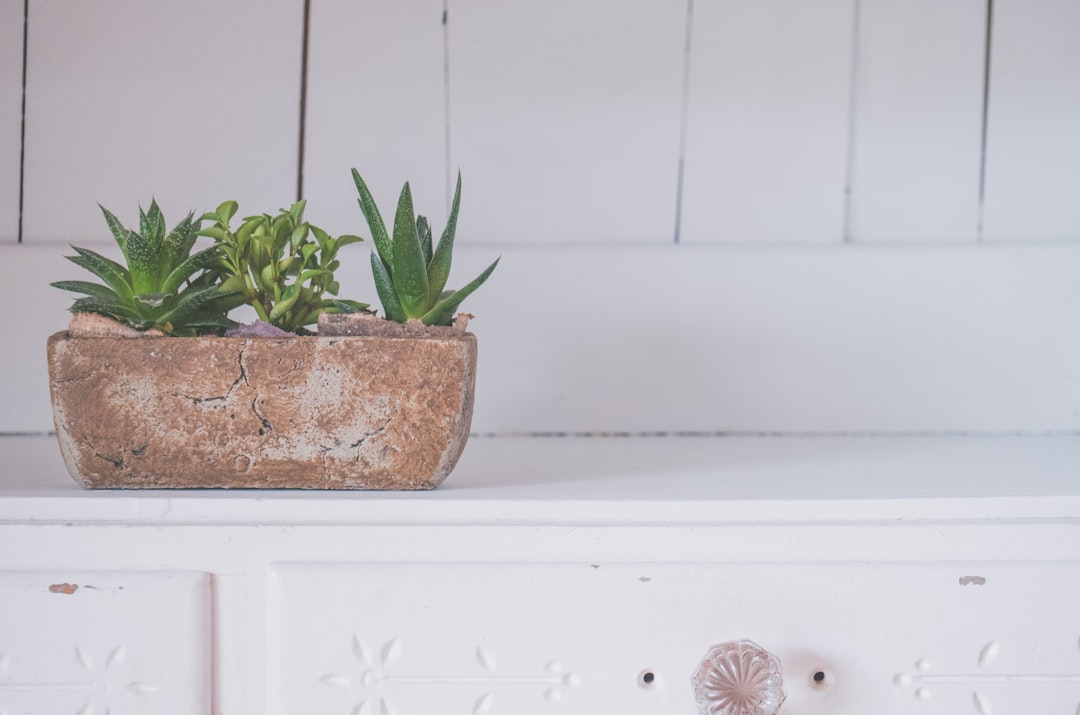 Transform Your Skin with These Luxurious DIY Aloe Vera and Honey Face Masks