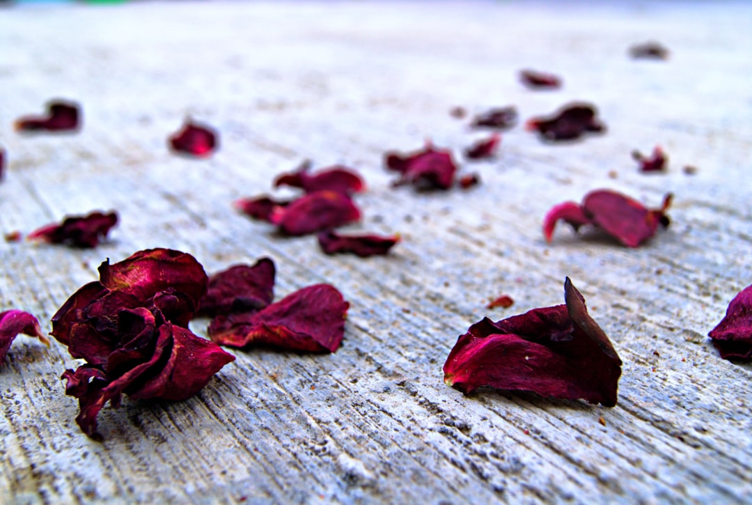 Photo Rose petals