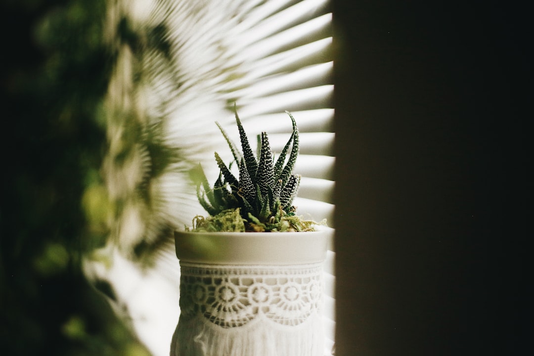 Photo Chamomile and Aloe Vera