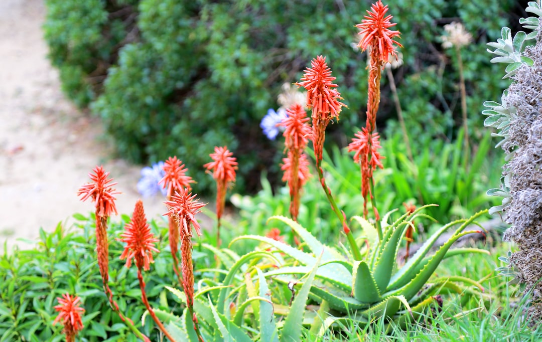 Photo Aloe Vera Gel