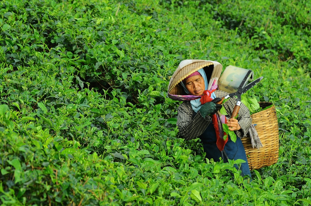 Photo Green tea leaves