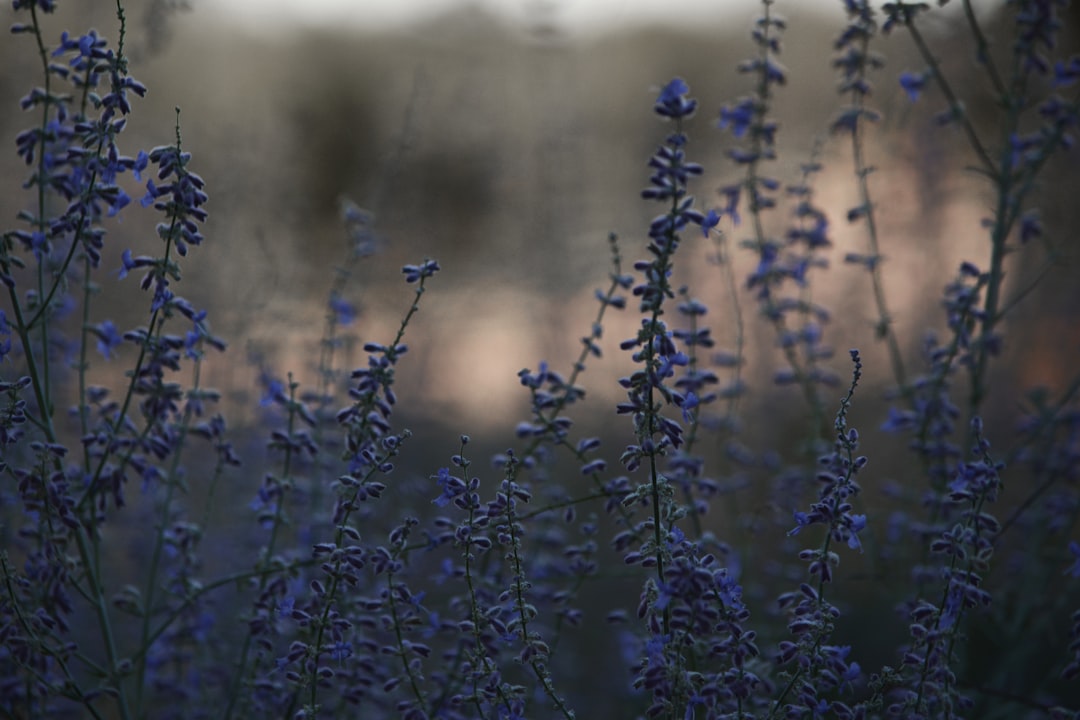 Photo Floral skincare