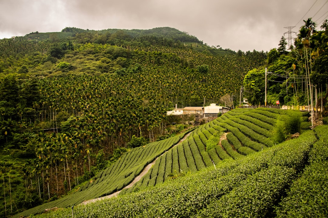 Photo Green tea leaves