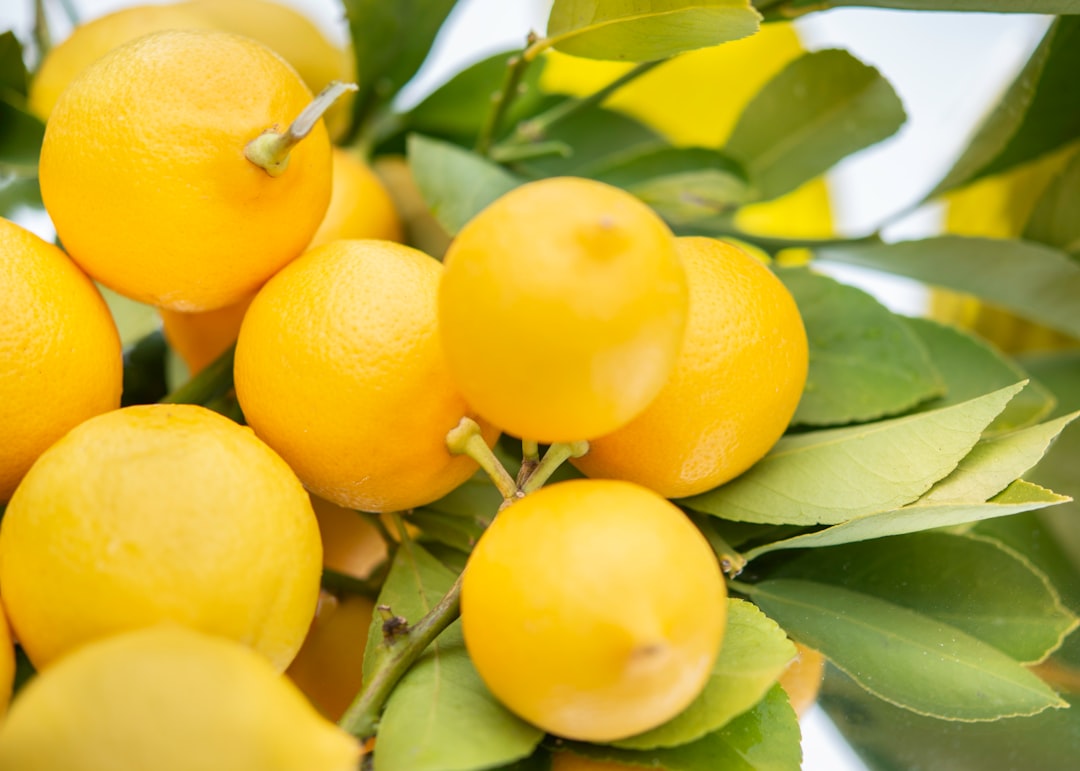 Photo Image: Citrus fruits