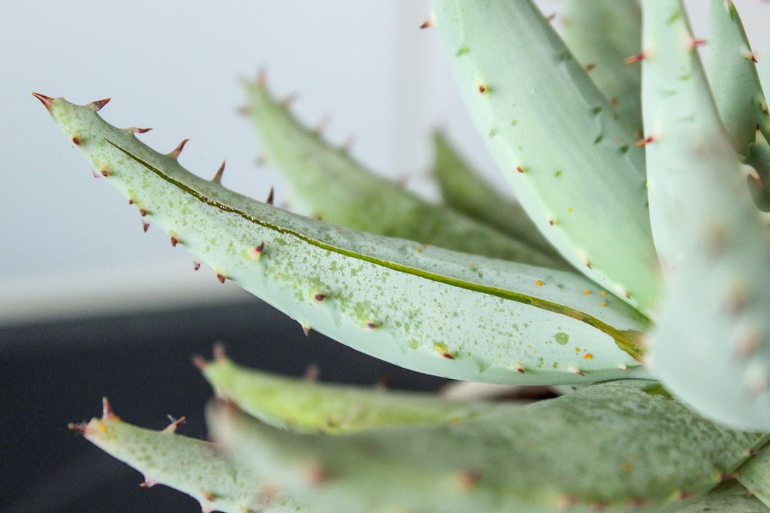 The Benefits of Aloe Vera for Skincare