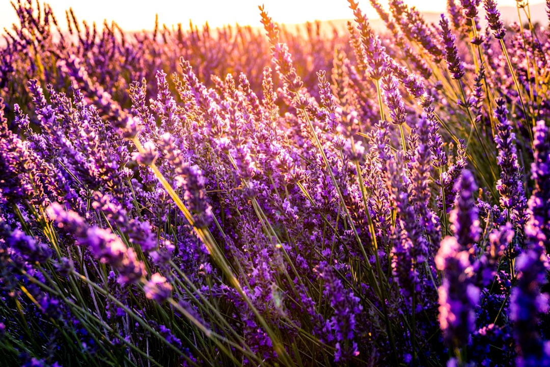 Lavender Oil for Calming and Healing Skin