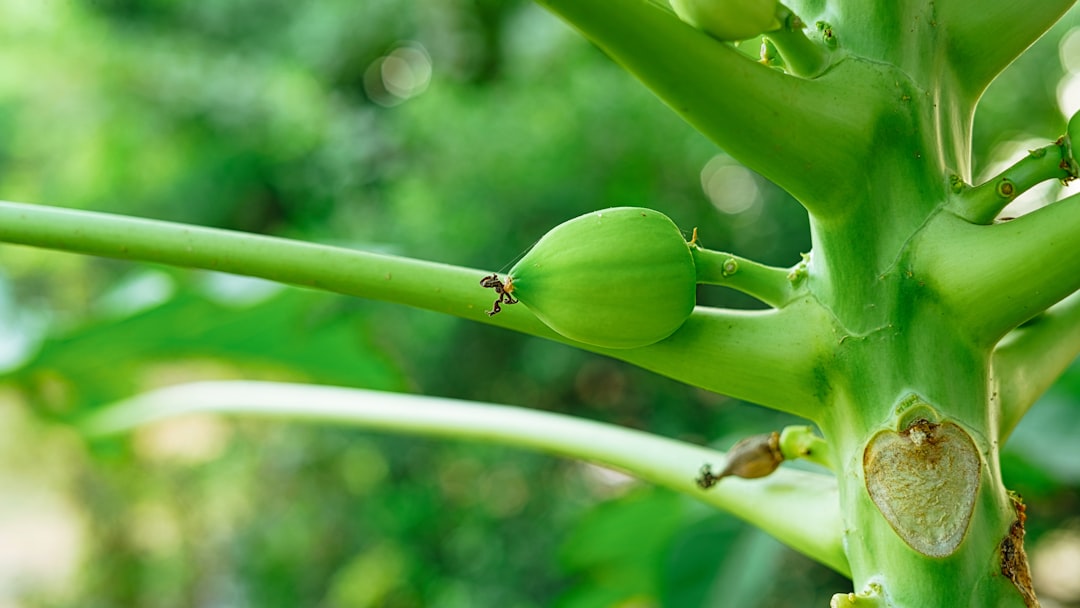 Papaya Enzymes for Exfoliation and Brightening