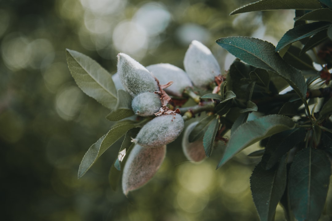 Photo Almond orchard