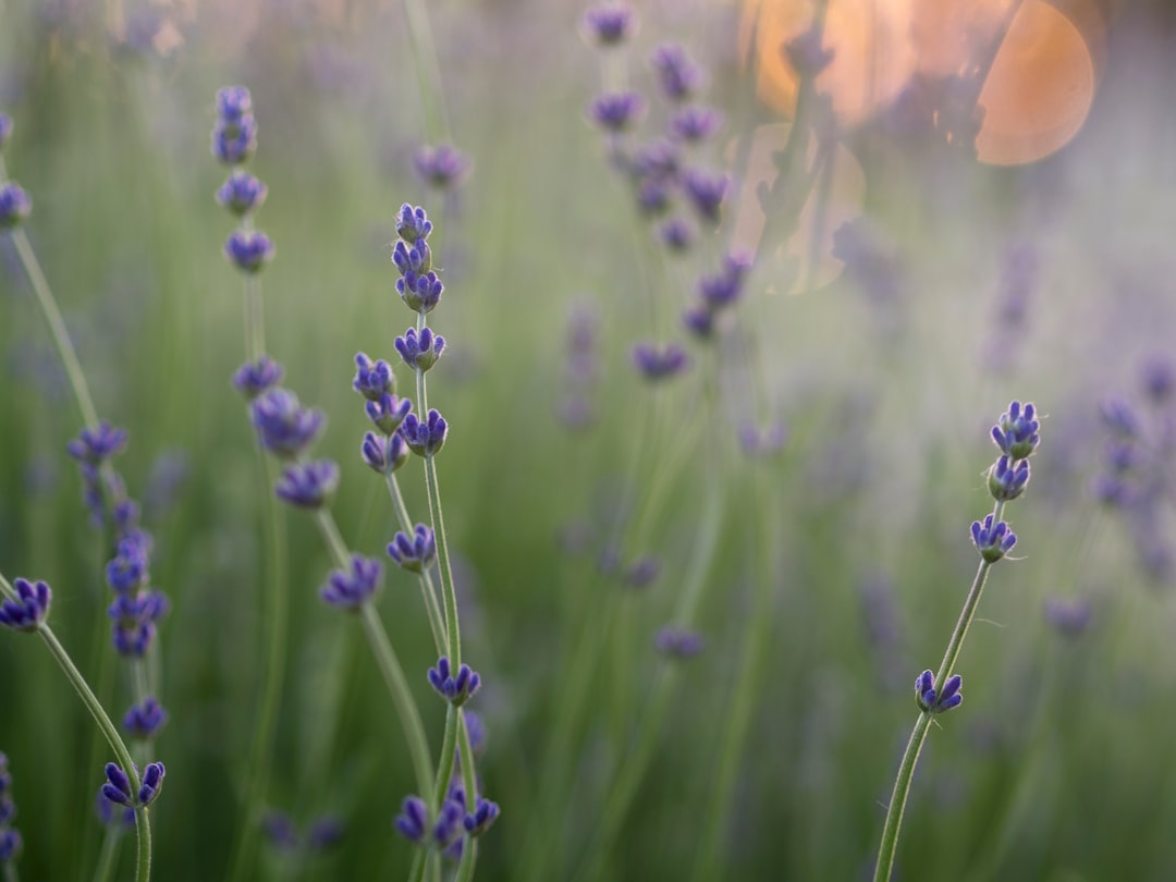 Photo Lavender oil