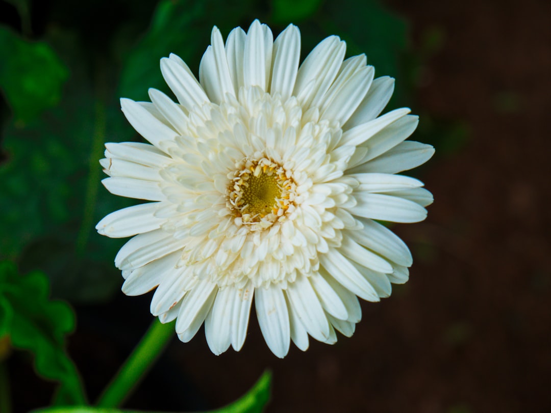 Photo Calendula flowers