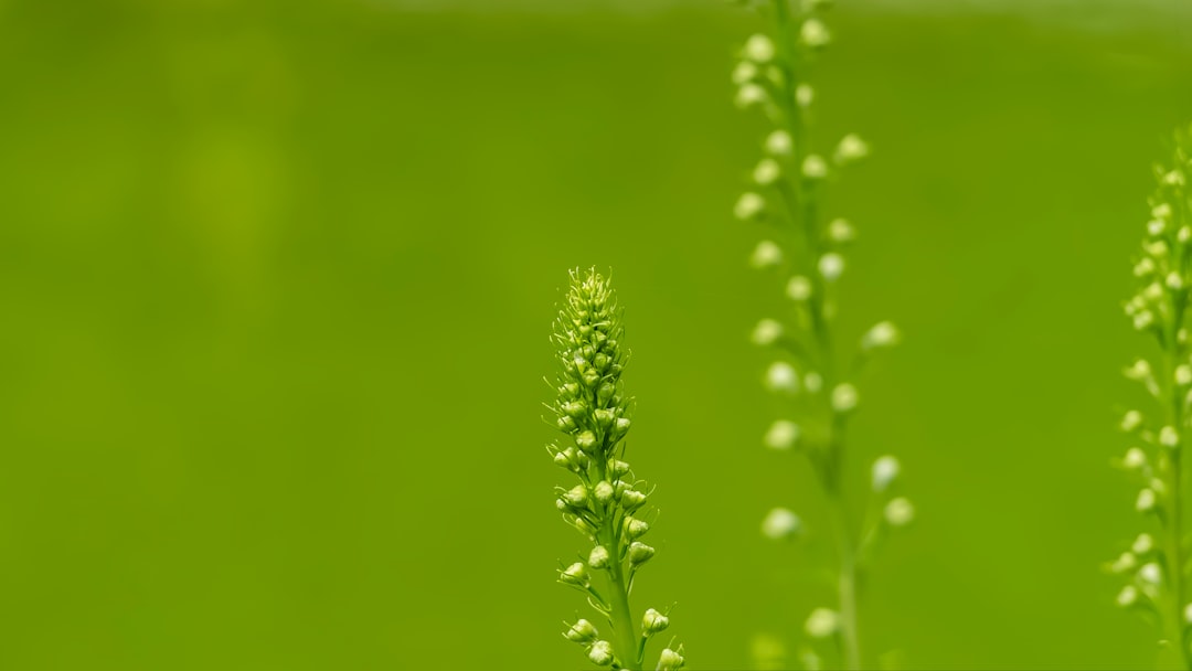 The Power of Green Tea Extract in Skincare