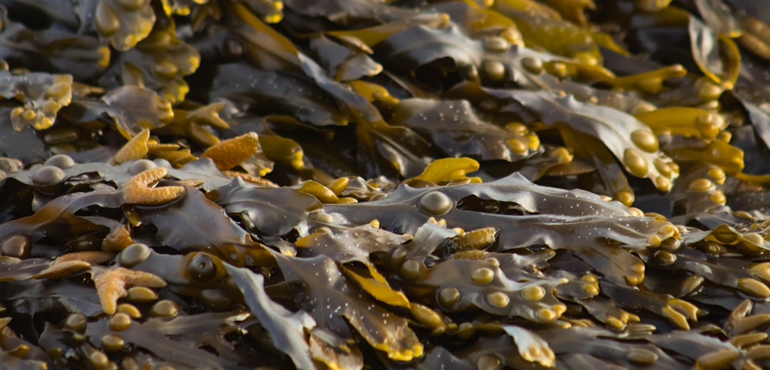 Photo Seaweed Firming