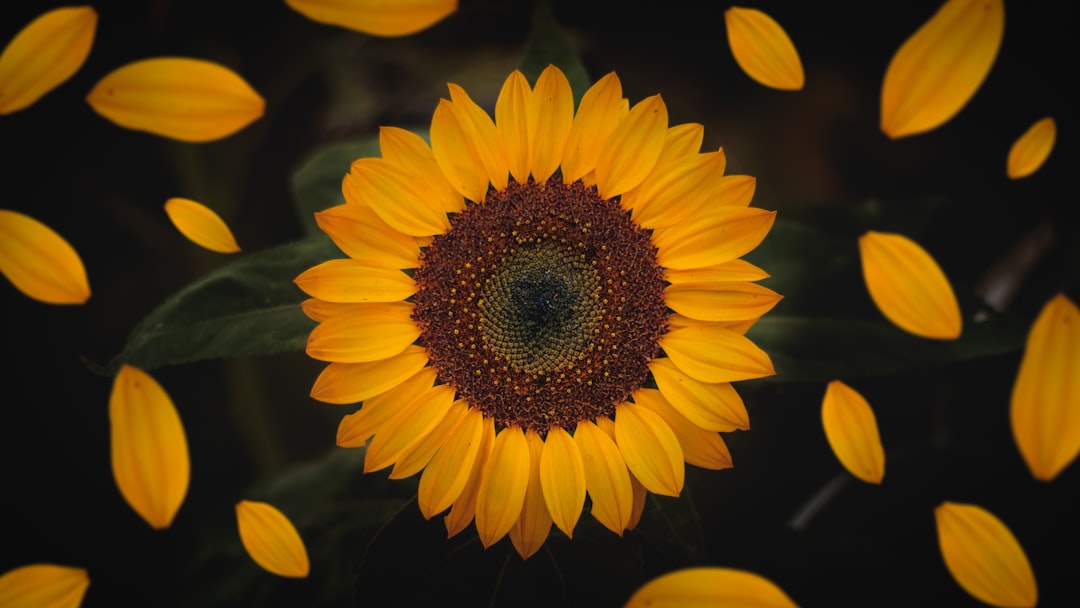 Photo Sunflower Softening