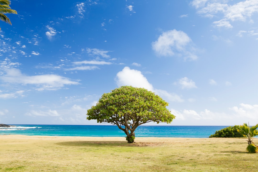 Photo Argan tree