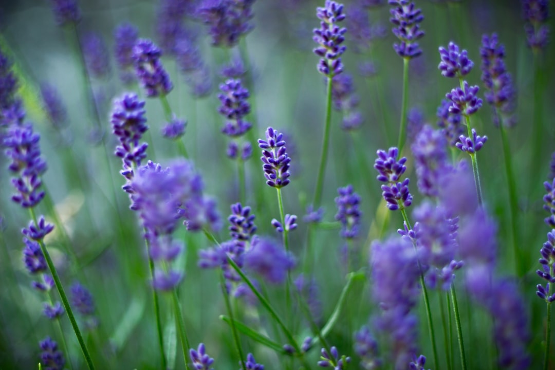 Photo Lavender flowers