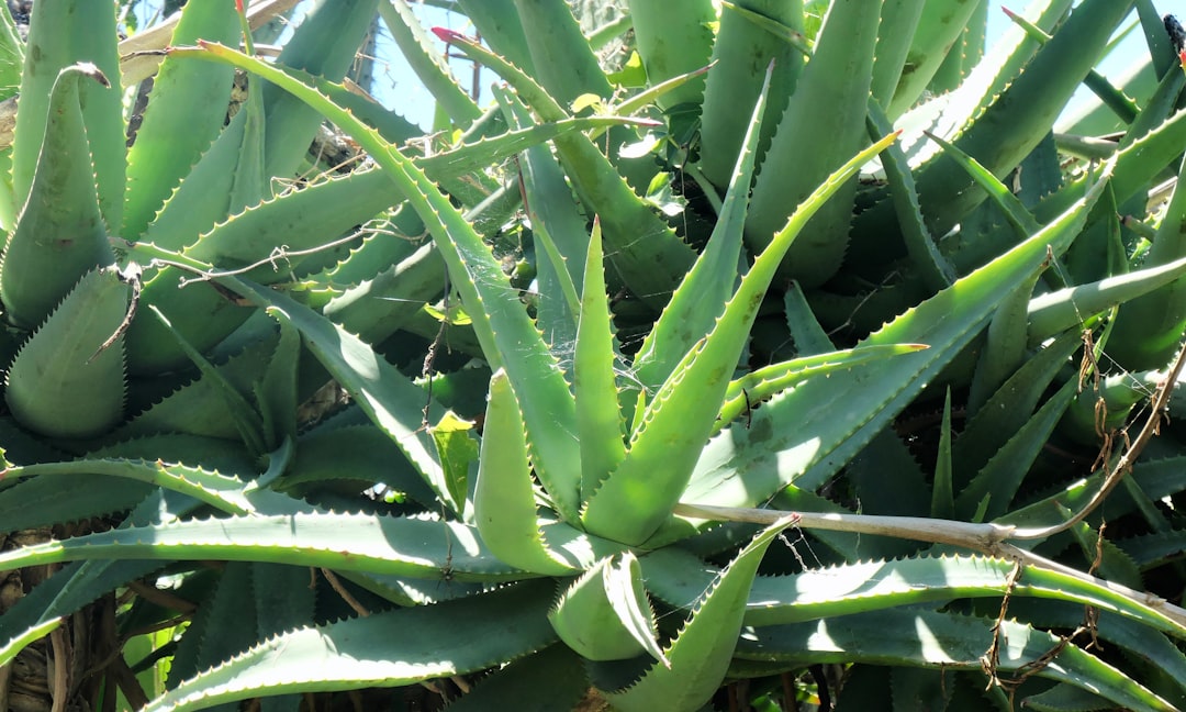 Photo Aloe vera plant