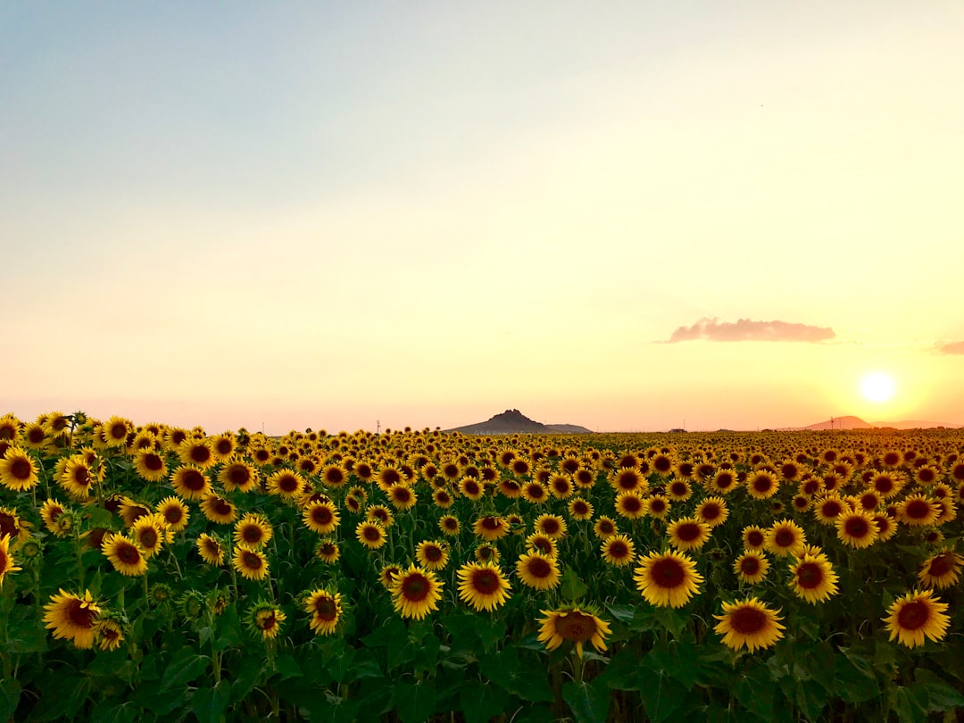 Photo Sunflower field