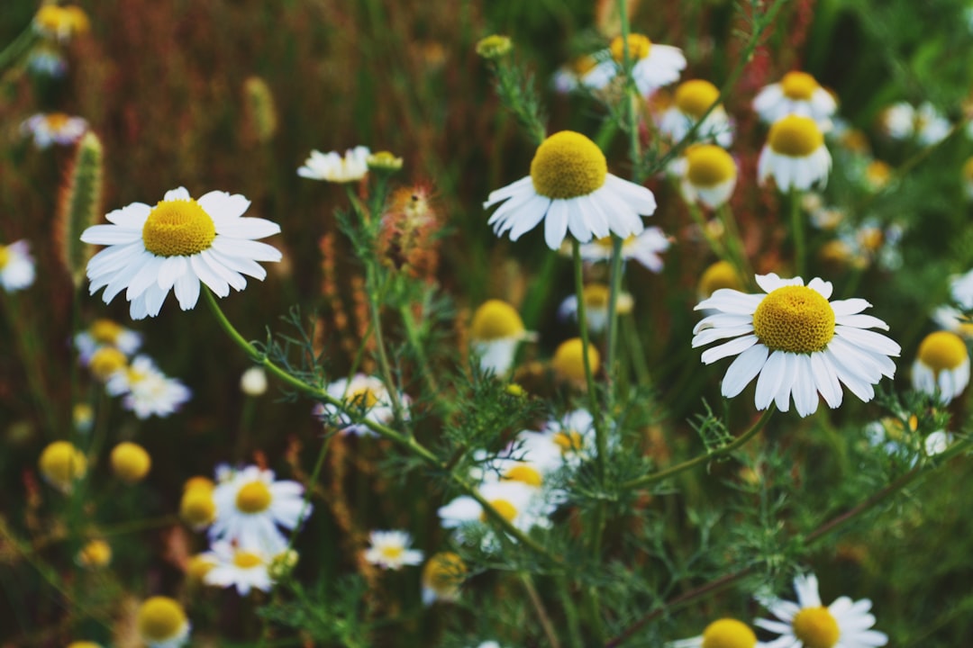 Photo Chamomile flowers