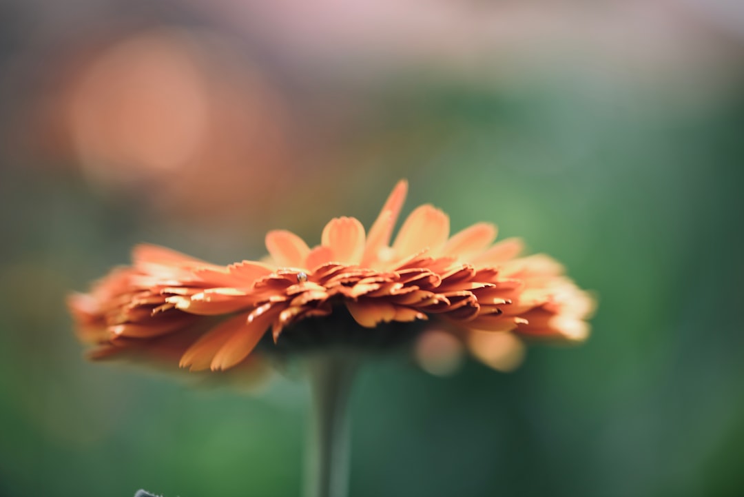 How to make a calming calendula-infused oil