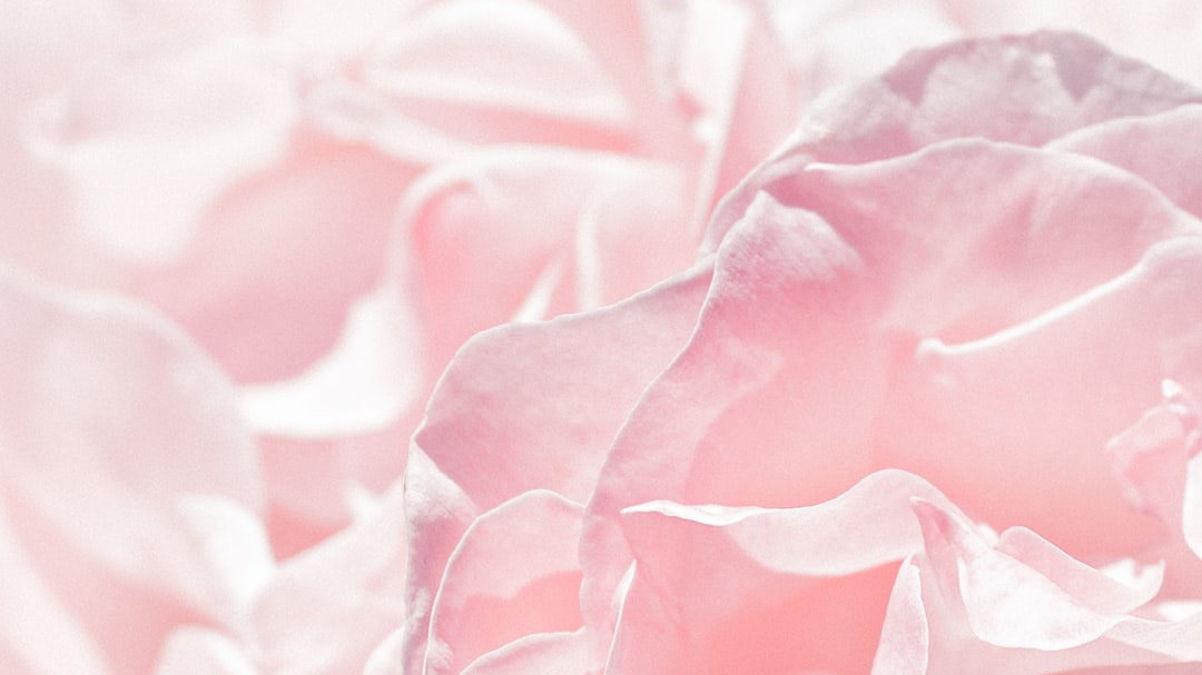 Photo Rose petals