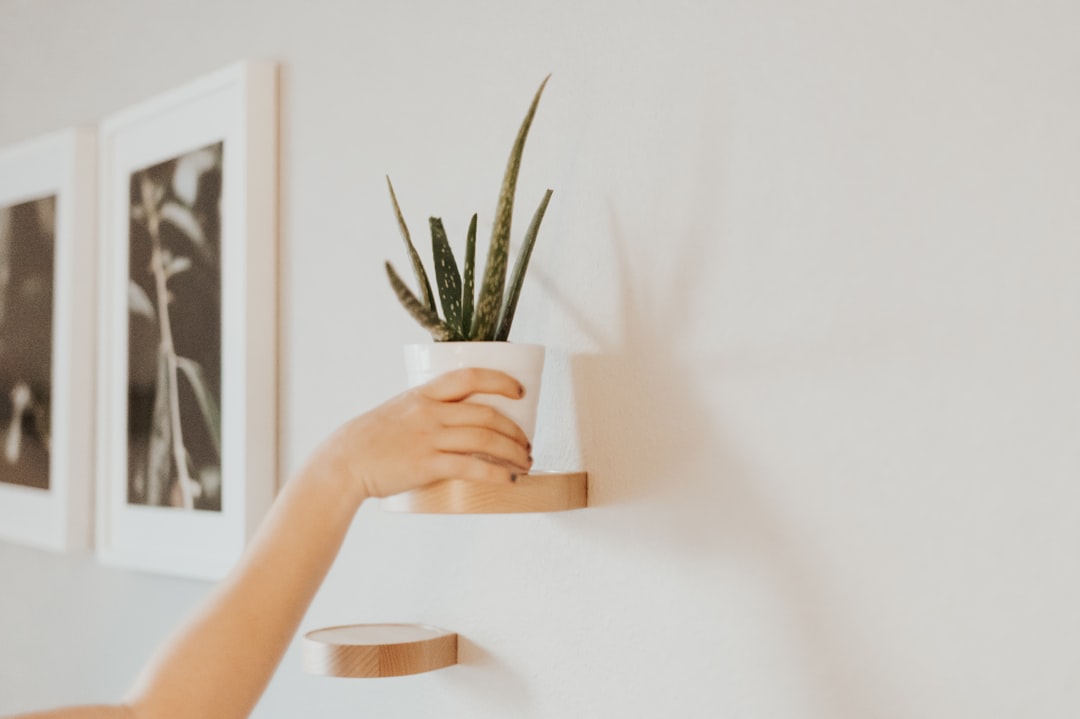 Photo Aloe vera plant