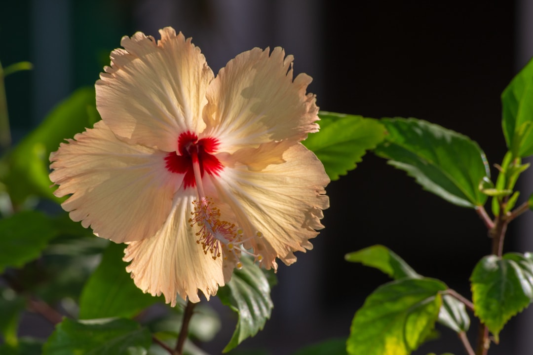 Photo Hibiscus flower